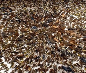 Hundreds of dead birds are arranged in a circular design.