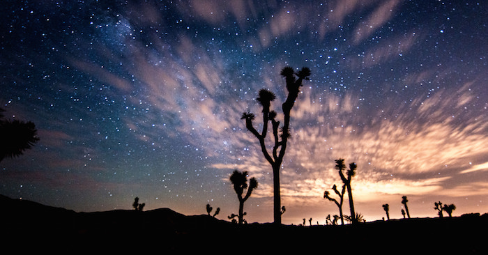 A starry night sky with a cactus in the foreground at Joshua National Monument.