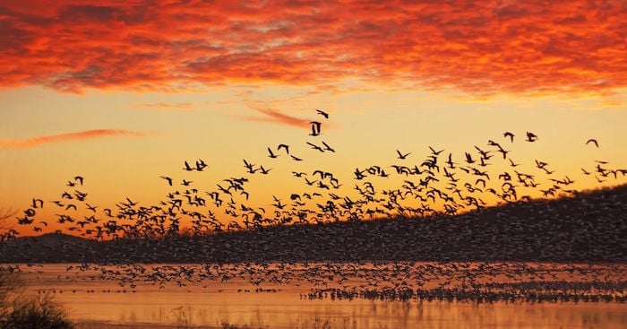 Flocks of birds flying over water while the sun is setting causing vibrant orange clouds
