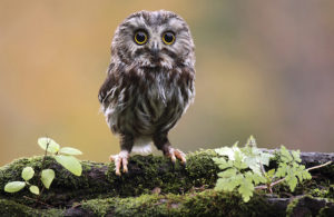 Small owl perched on a tree branch.