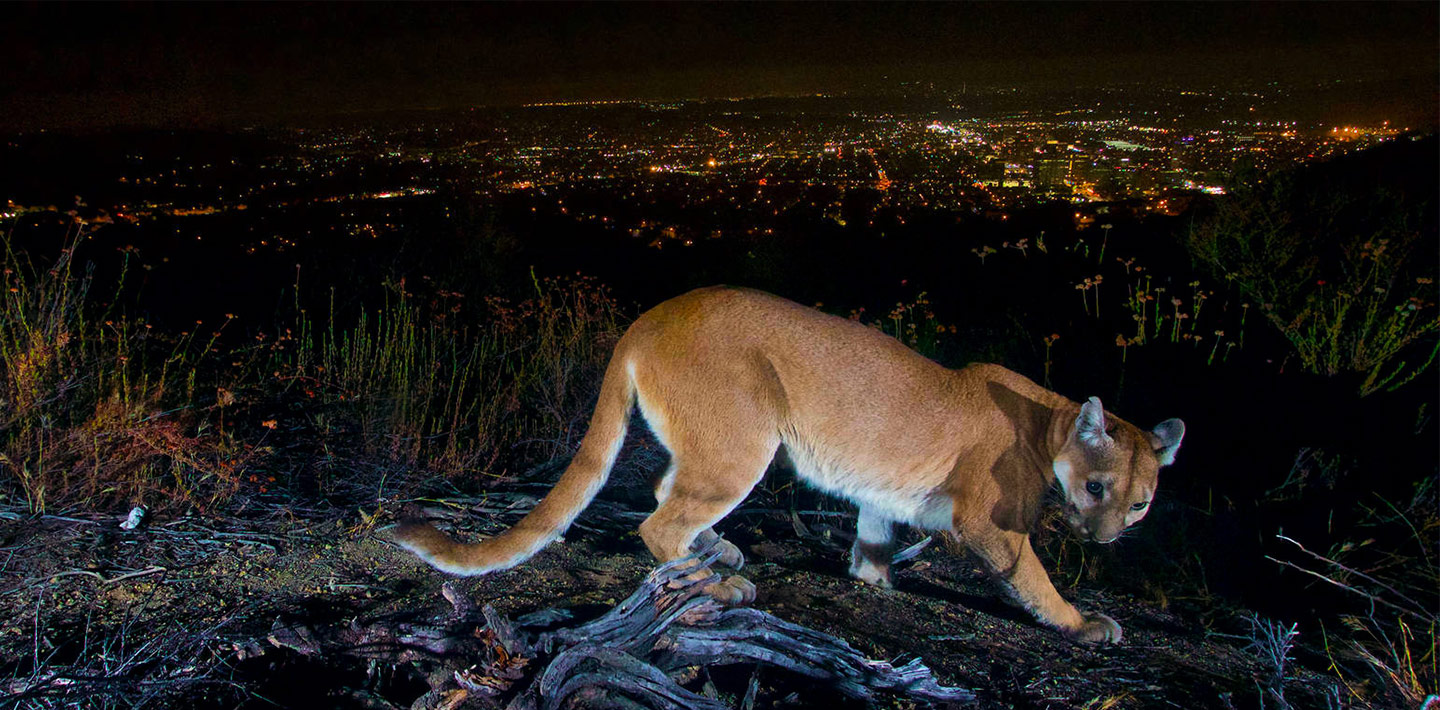 A mountain lion at night, with the city lights of Los Angeles in the background.