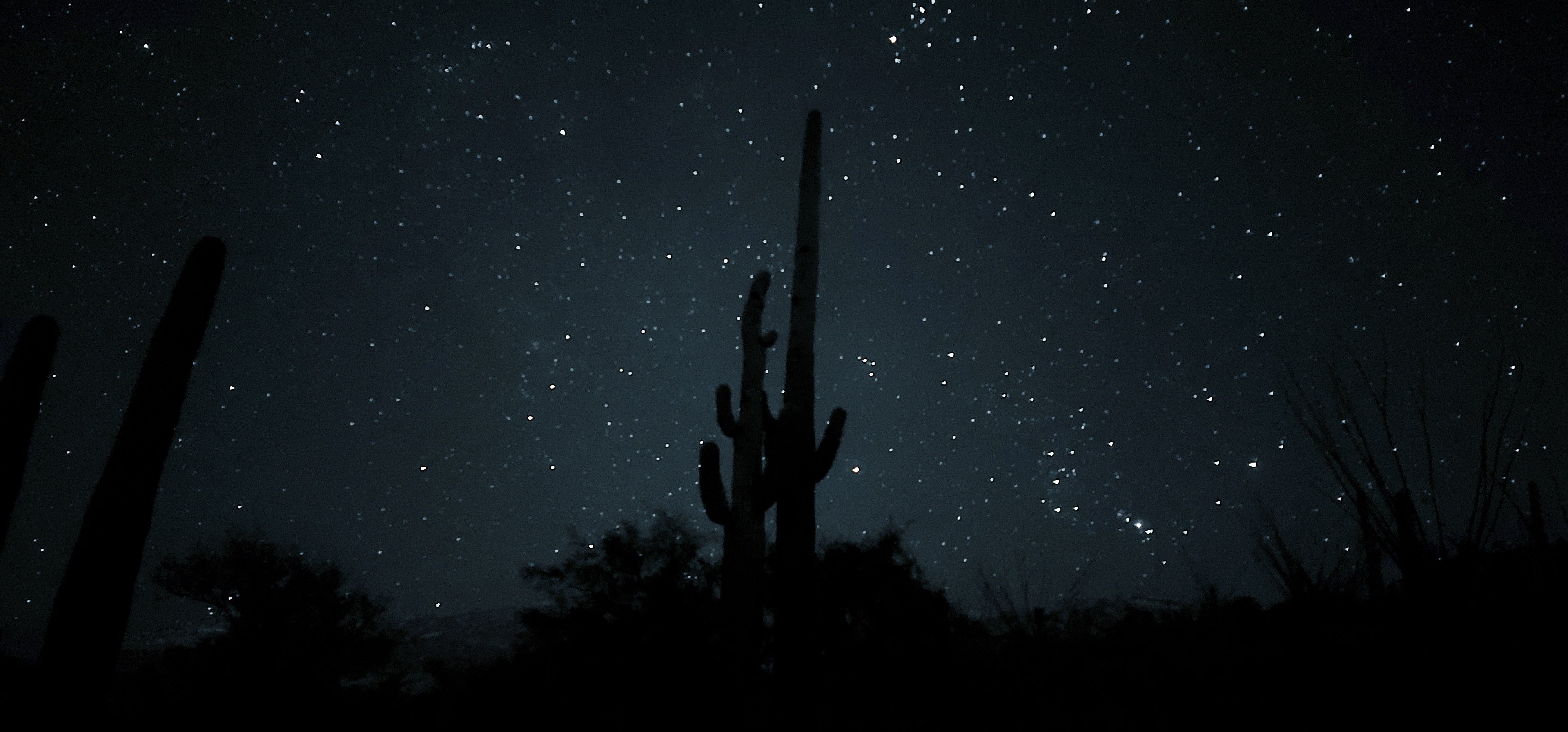 Saguaro cacti silhouetted by a starry sky.